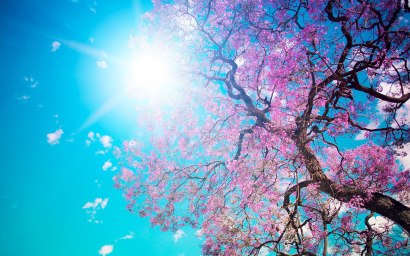 blog Spring-Blossom-Sunshine